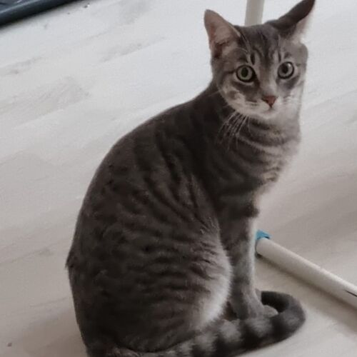 Katze