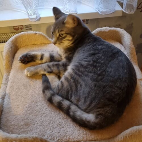 Katze