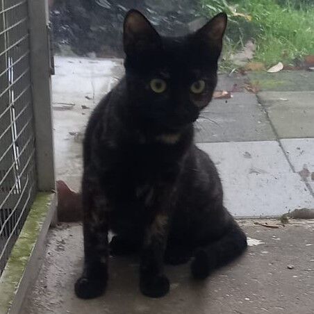 Katze