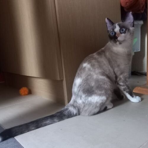 Katze