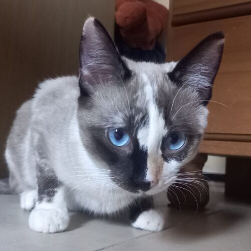 Katze