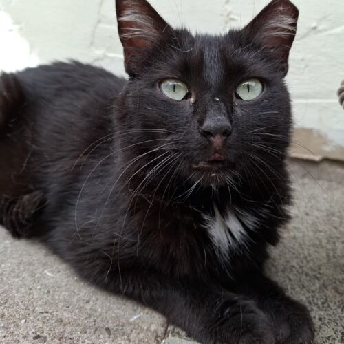 Katze