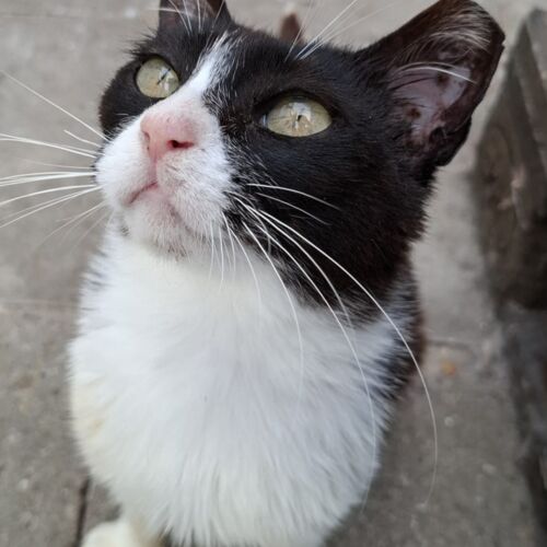 Katze
