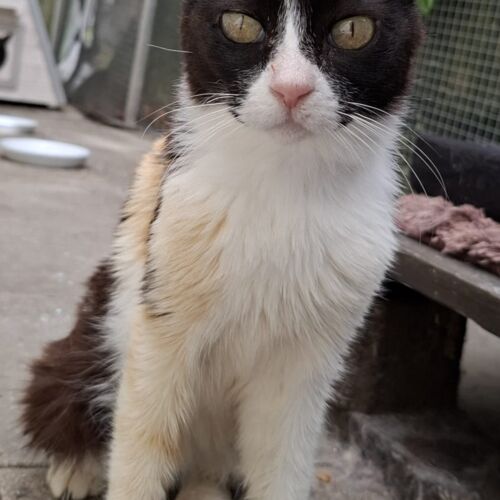 Katze