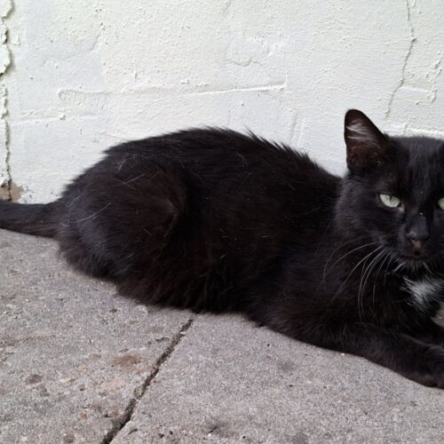 Katze