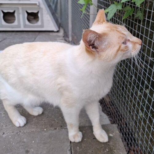 Katze