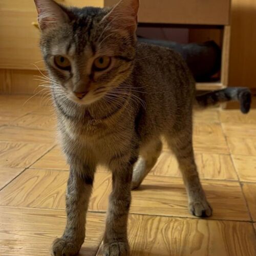 Katze