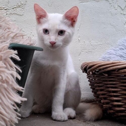 Katze