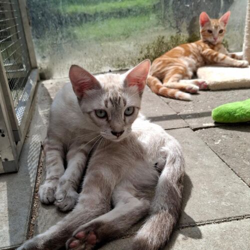 Katze