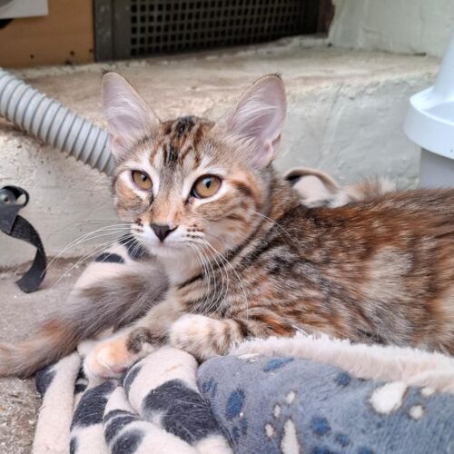 Katze