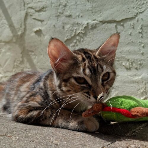 Katze