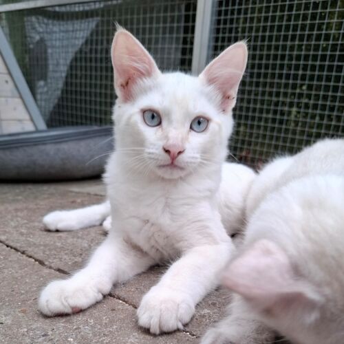 Katze