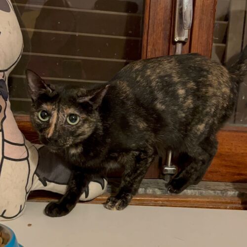 Katze