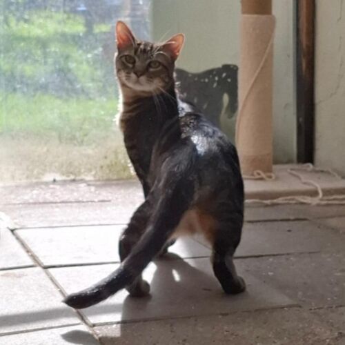 Katze