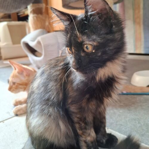 Katze