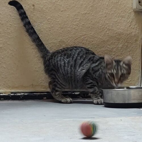 Katze