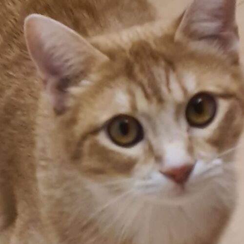 Leo