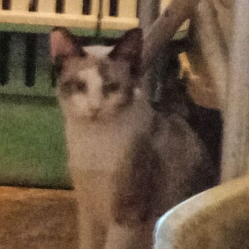Katze