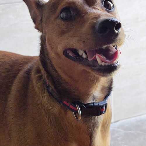 Gordo