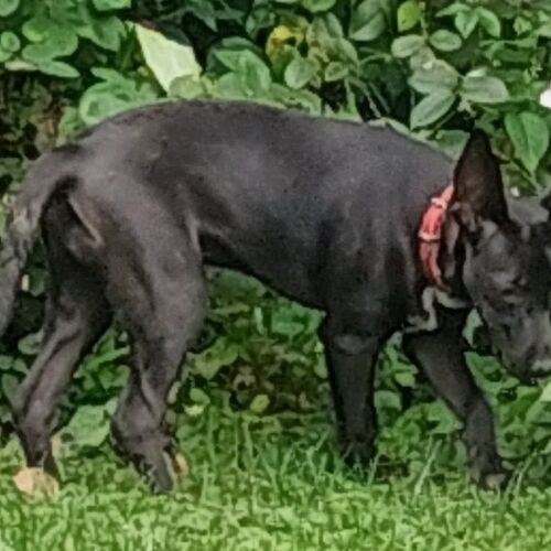 Cloe