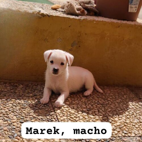 Marek