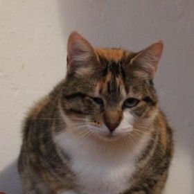 Katze