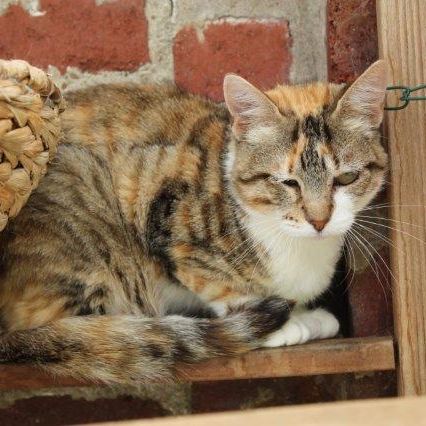 Katze