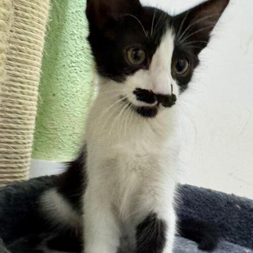 Katze