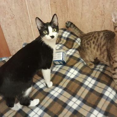 Katze