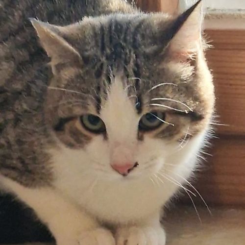 Katze