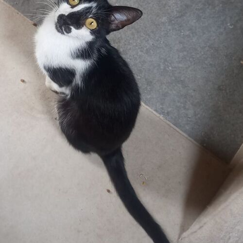 Katze