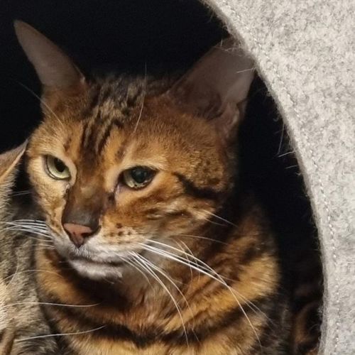 Katze