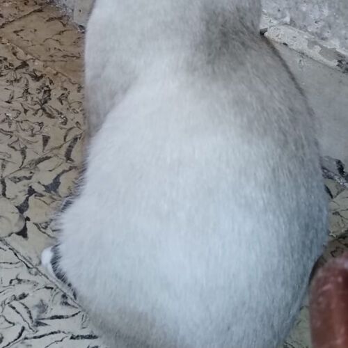 Katze
