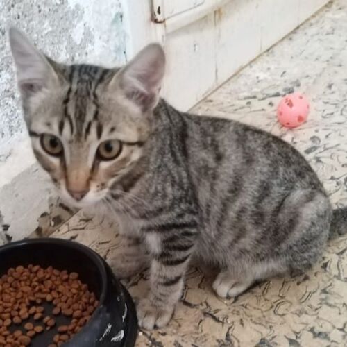 Katze