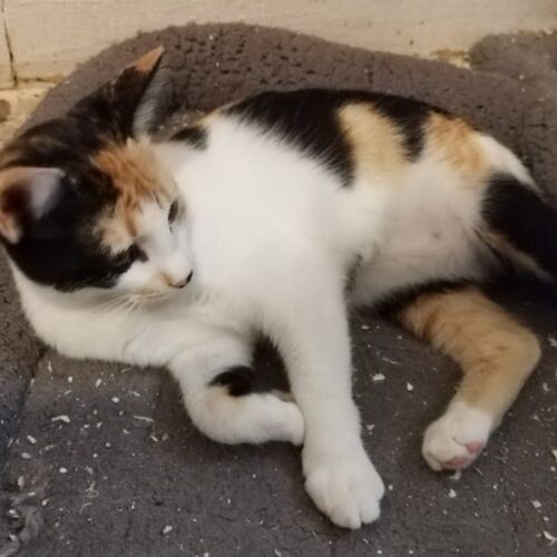Katze