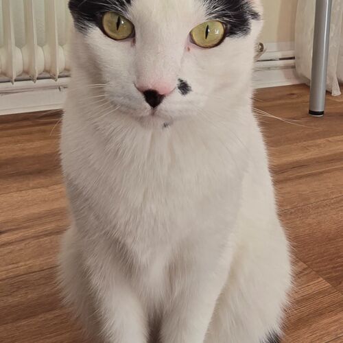 Katze