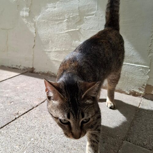 Katze