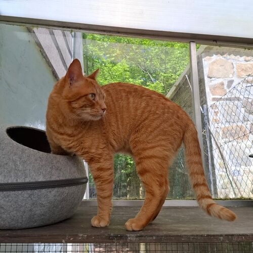 Katze
