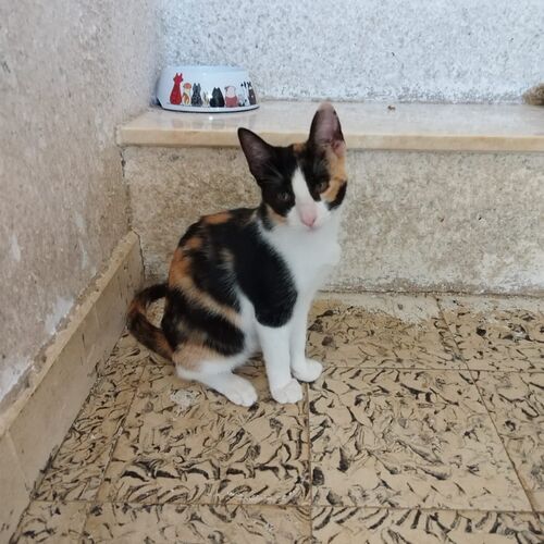 Gloeckchen