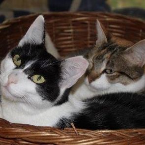 Katze
