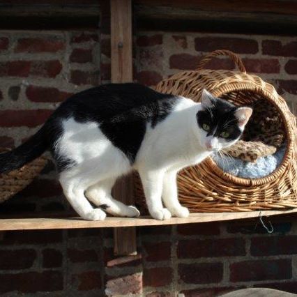 Katze