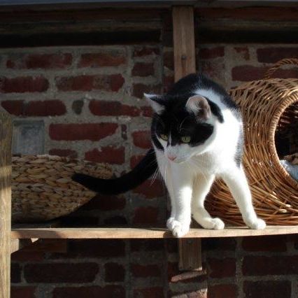 Katze