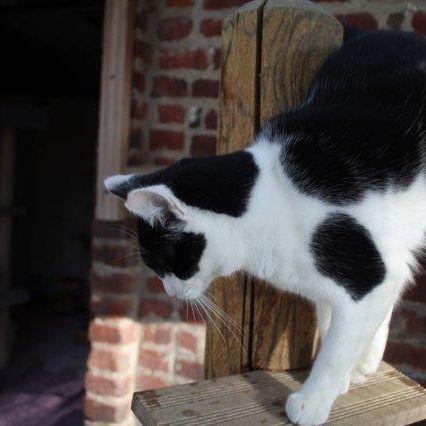 Katze