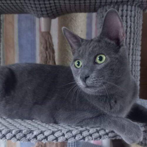 Katze