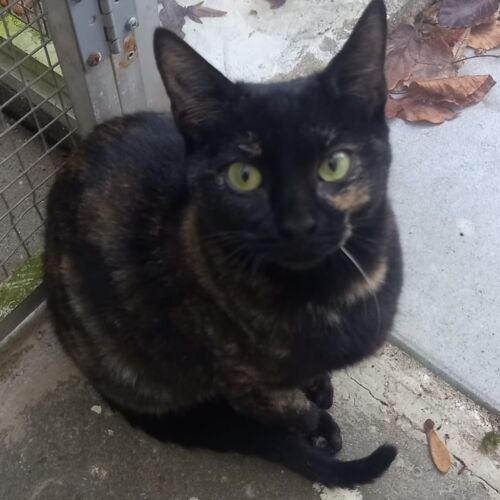 Katze