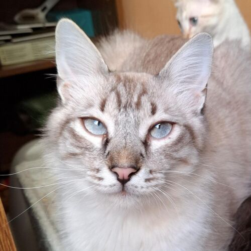 Katze