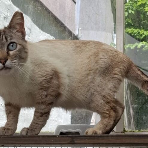 Katze
