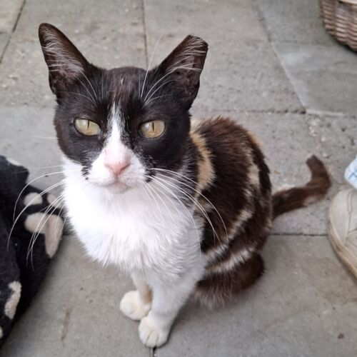 Katze