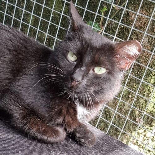 Katze