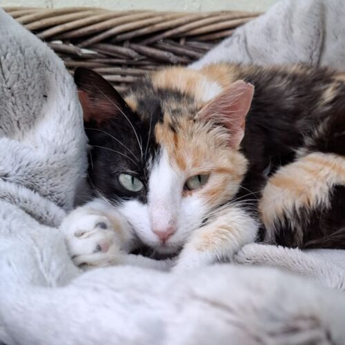 Katze